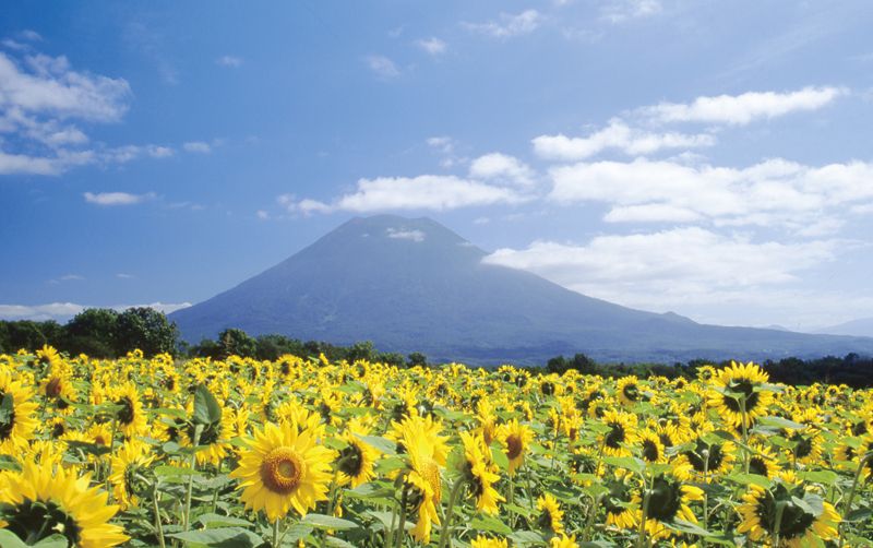 Cánh đồng hướng dương trên đồi hoa Higashiyama Cánh đồng hướng dương trên đồi hoa Higashiyama
